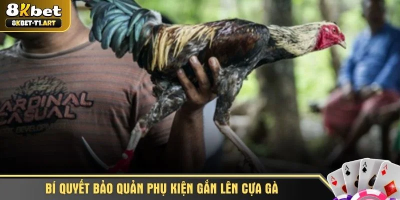Bí quyết bảo quản phụ kiện gắn lên cựa gà